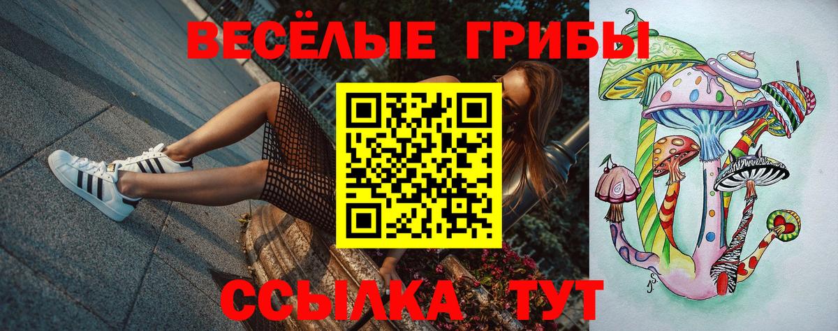 Галлюциногенные грибы Psilocybe Саяногорск